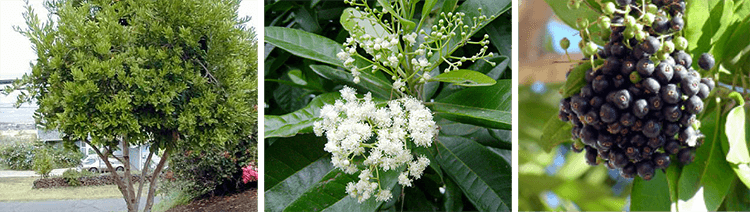 как растёт душистый перец как растёт душистый перец (1).png