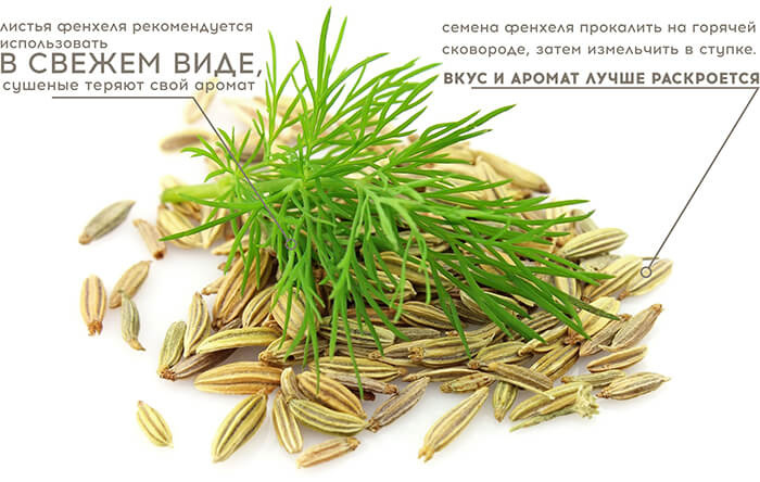фенхель как употреблять