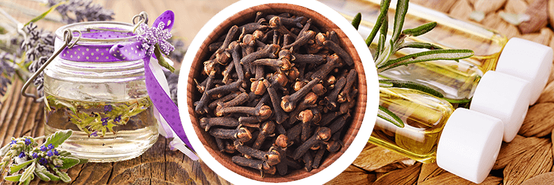 гвоздика от целлюлита.png