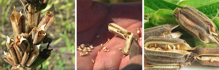 белый кунжут.jpg