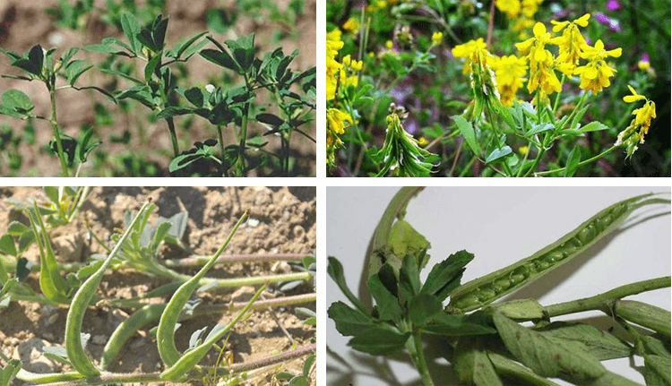 как растёт шамбала.png как растёт шамбала.png