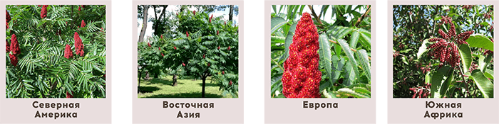 sumah_gde_rastet.png sumah_gde_rastet.png