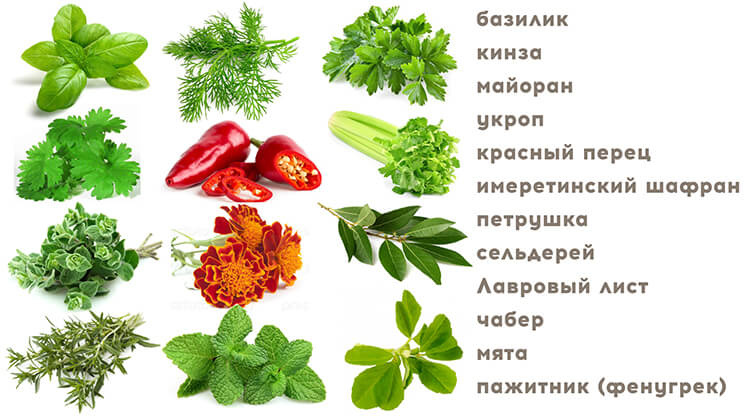 Как выглядит растение хмели сунели