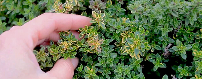 сбор тимьяна сбор тимьяна