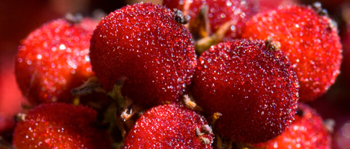 sumah-6 (1).jpg sumah-6 (1).jpg